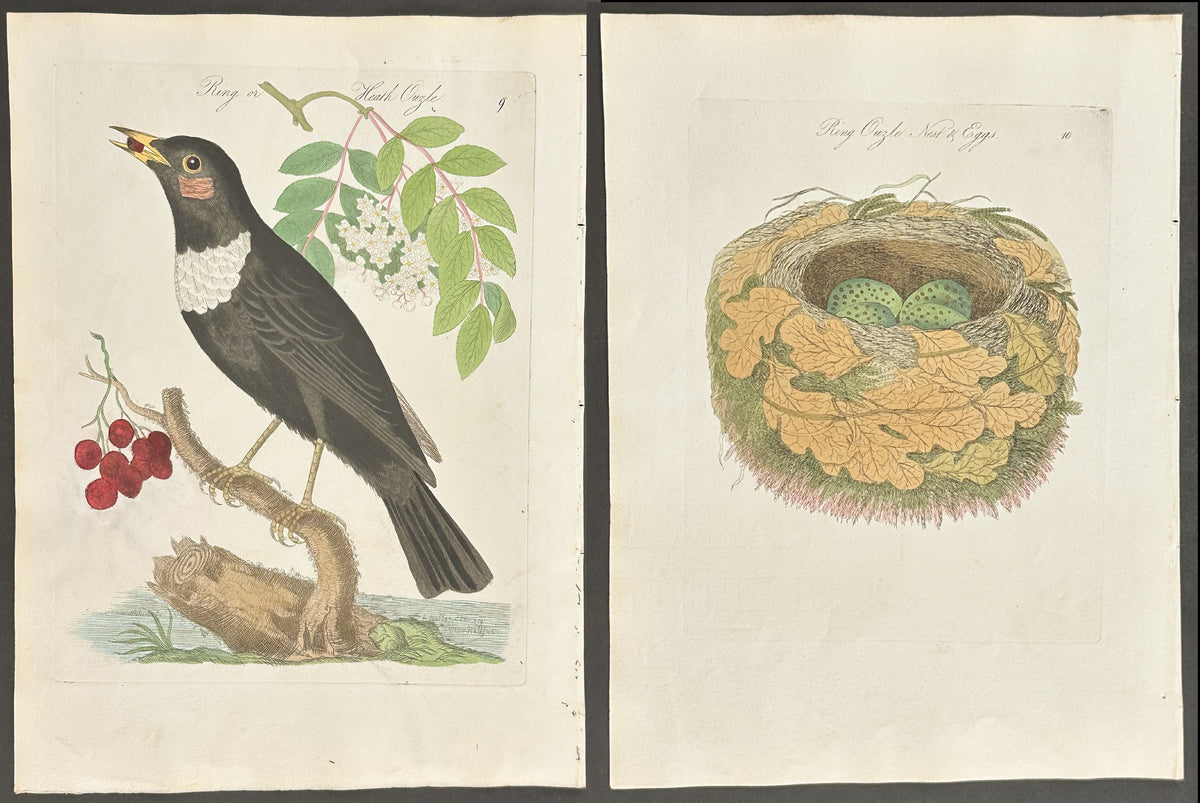 Pair - Ring or Heath Ouzel Nest & Eggs