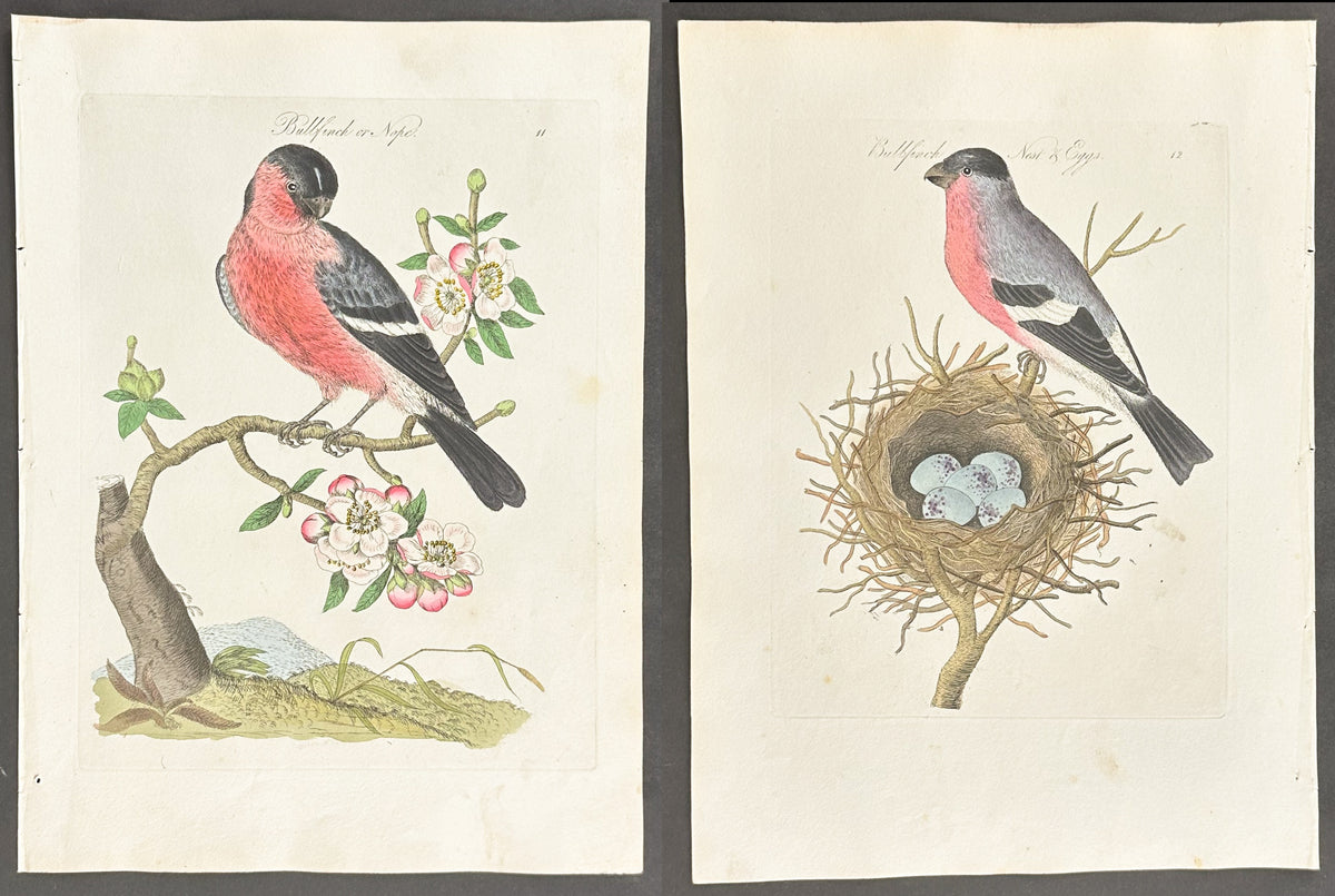 Pair - Bullfinch or Nope Nest & Eggs