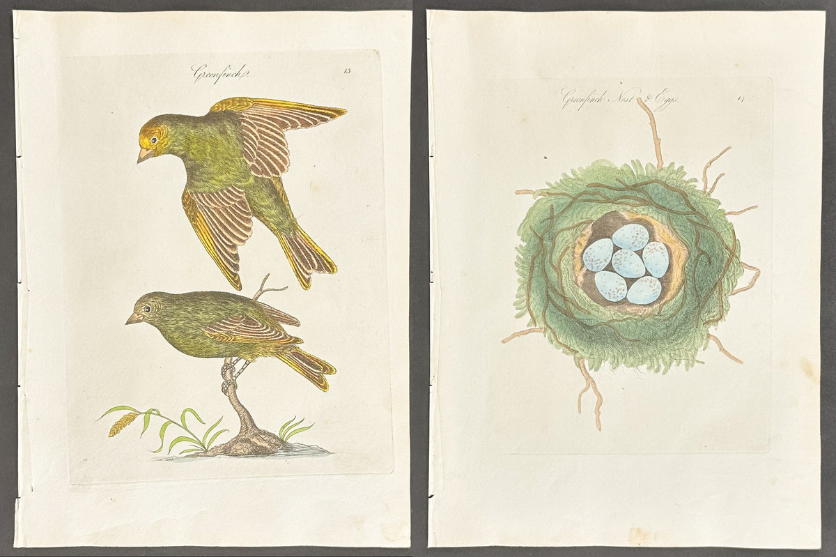 Pair - Greenfinch Nest & Eggs