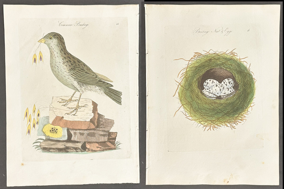 Pair - Common Bunting Nest & Eggs