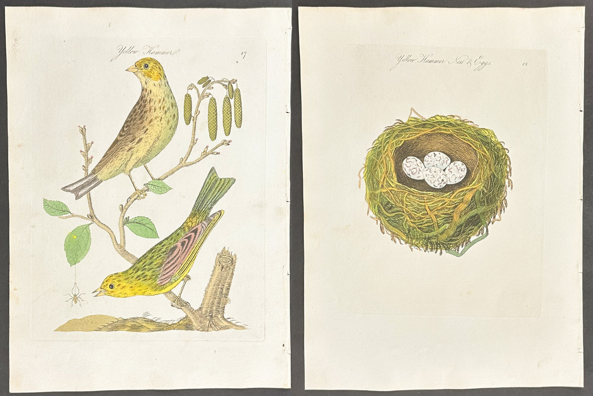 Pair - Yellow Hammer Nest & Eggs