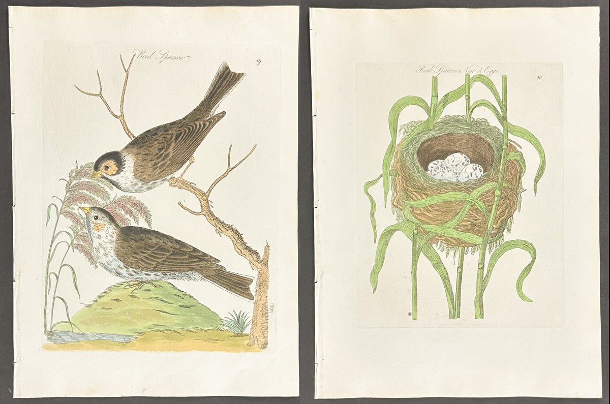 Pair - Reed Sparrow Nest & Eggs