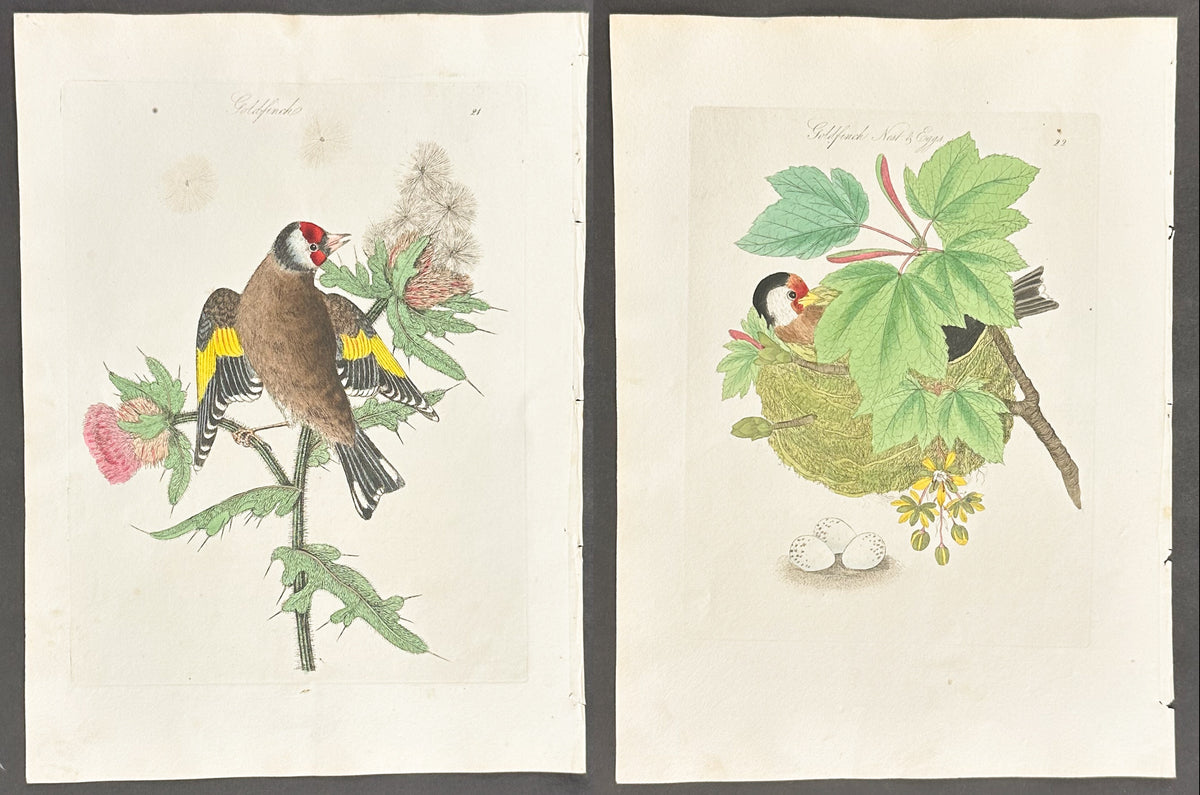 Pair - Goldfinch Nest & Eggs