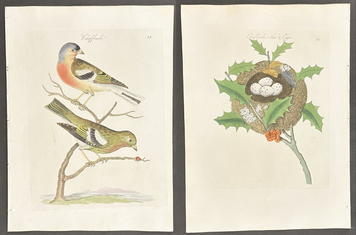 Pair - Chaffinch's Nest & Eggs