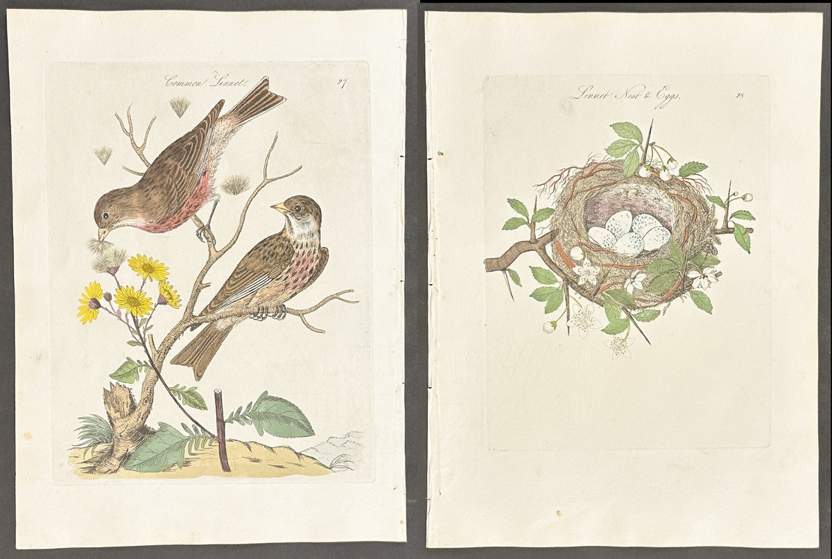Pair - Common Linnet Nest & Eggs