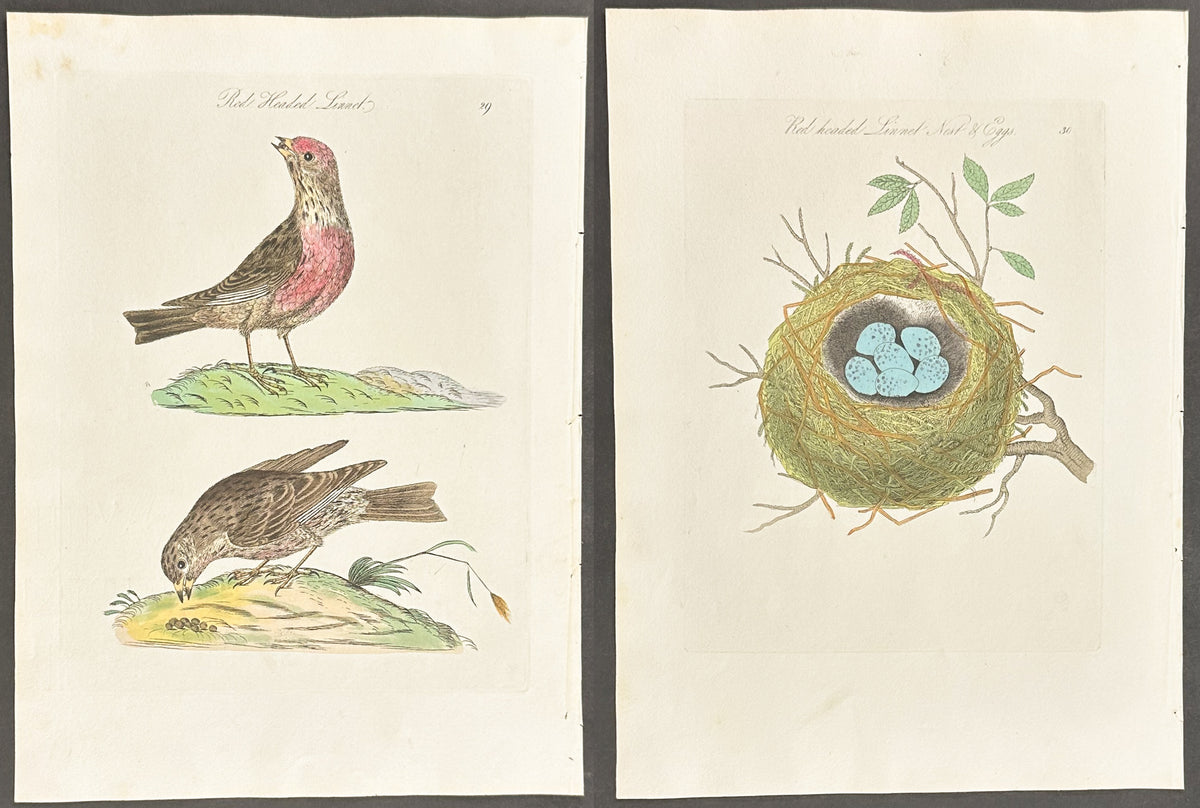 Pair - Great Red Headed Linnet Nest & Eggs