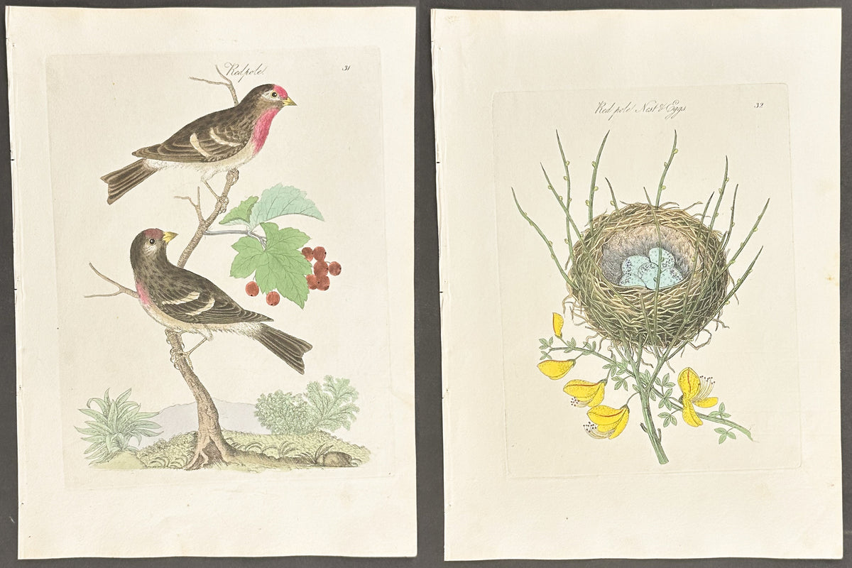 Pair - Lesser Redpole Nest & Eggs