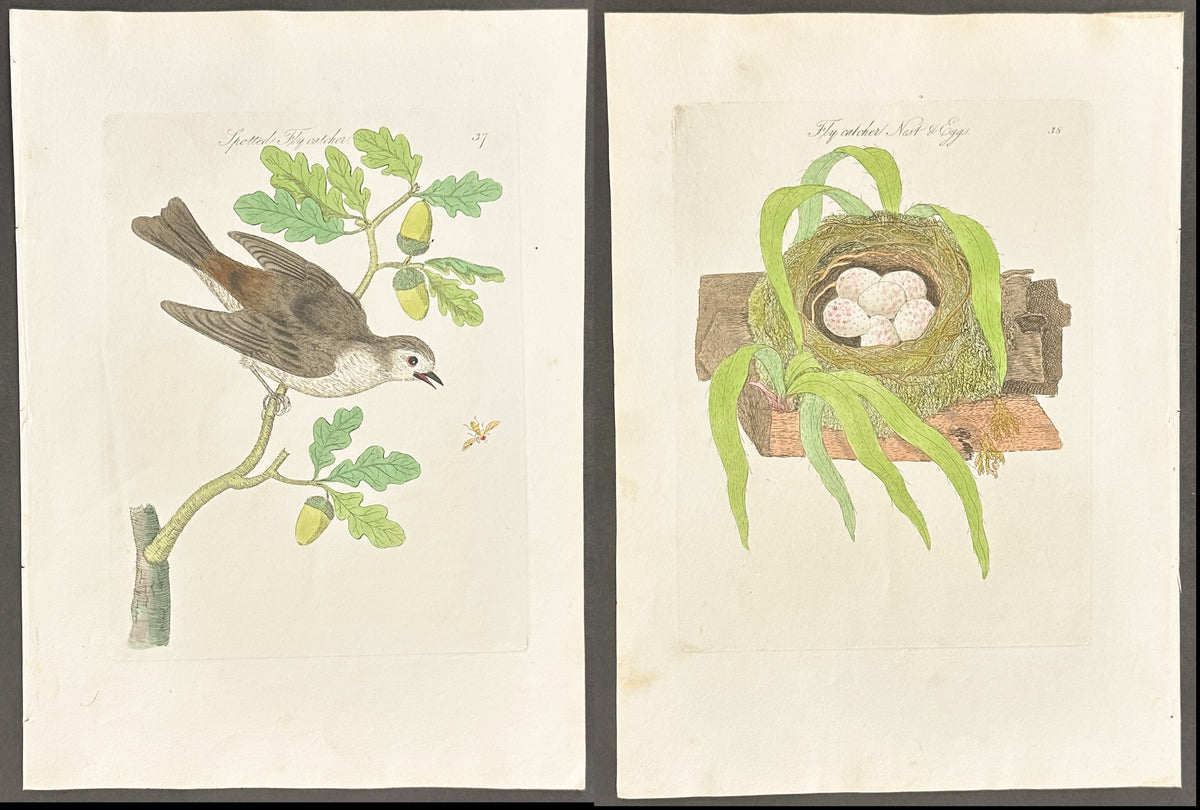 Pair - Spotted Flycatcher Nest & Eggs