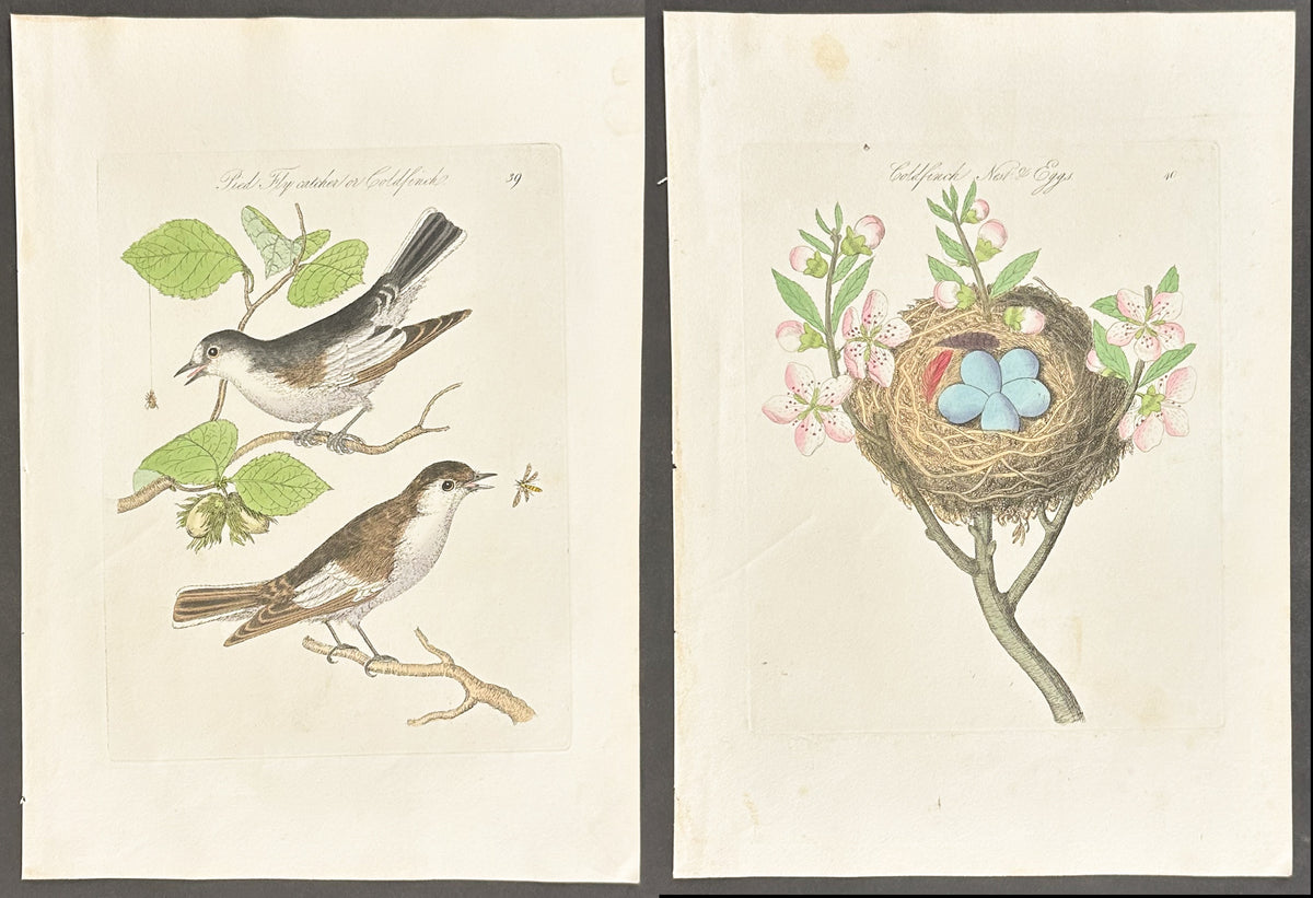 Pair - Pied Fly Catcher or Goldfinch Nest & Eggs