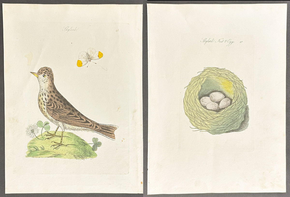 Pair - Skylark Nest & Eggs