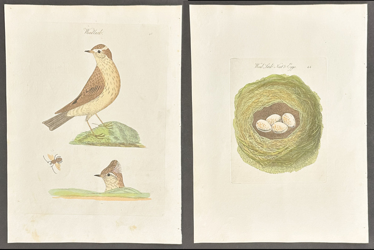 Pair - Wood Lark Nest & Eggs