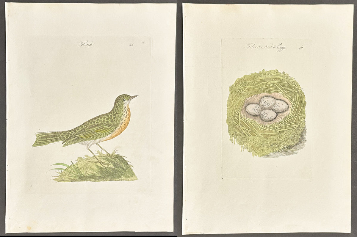 Pair - Titlark Nest & Eggs