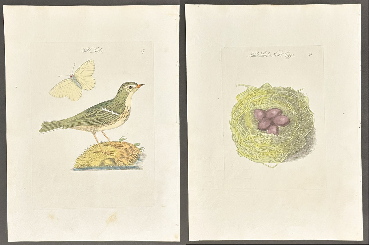 Pair - Field Lark Nest & Eggs