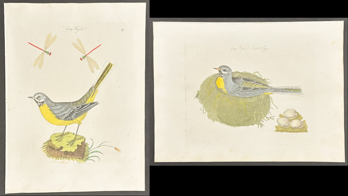Pair - Grey Wagtail Nest & Eggs
