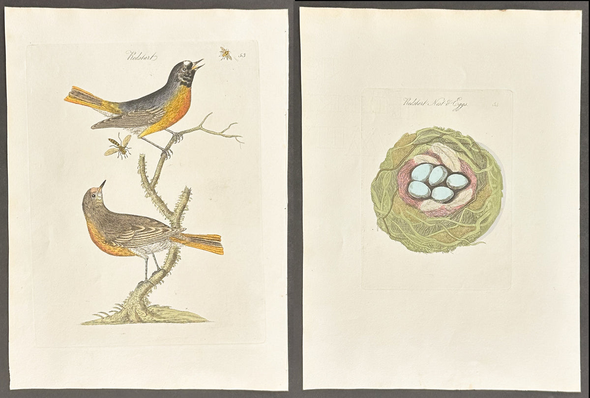 Pair - Redstart Nest & Eggs