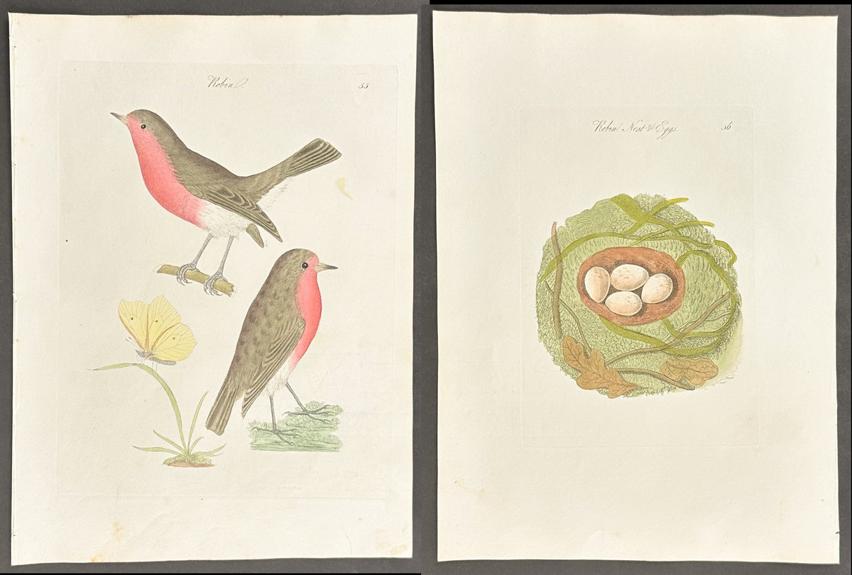 Pair - Robin Nest & Eggs