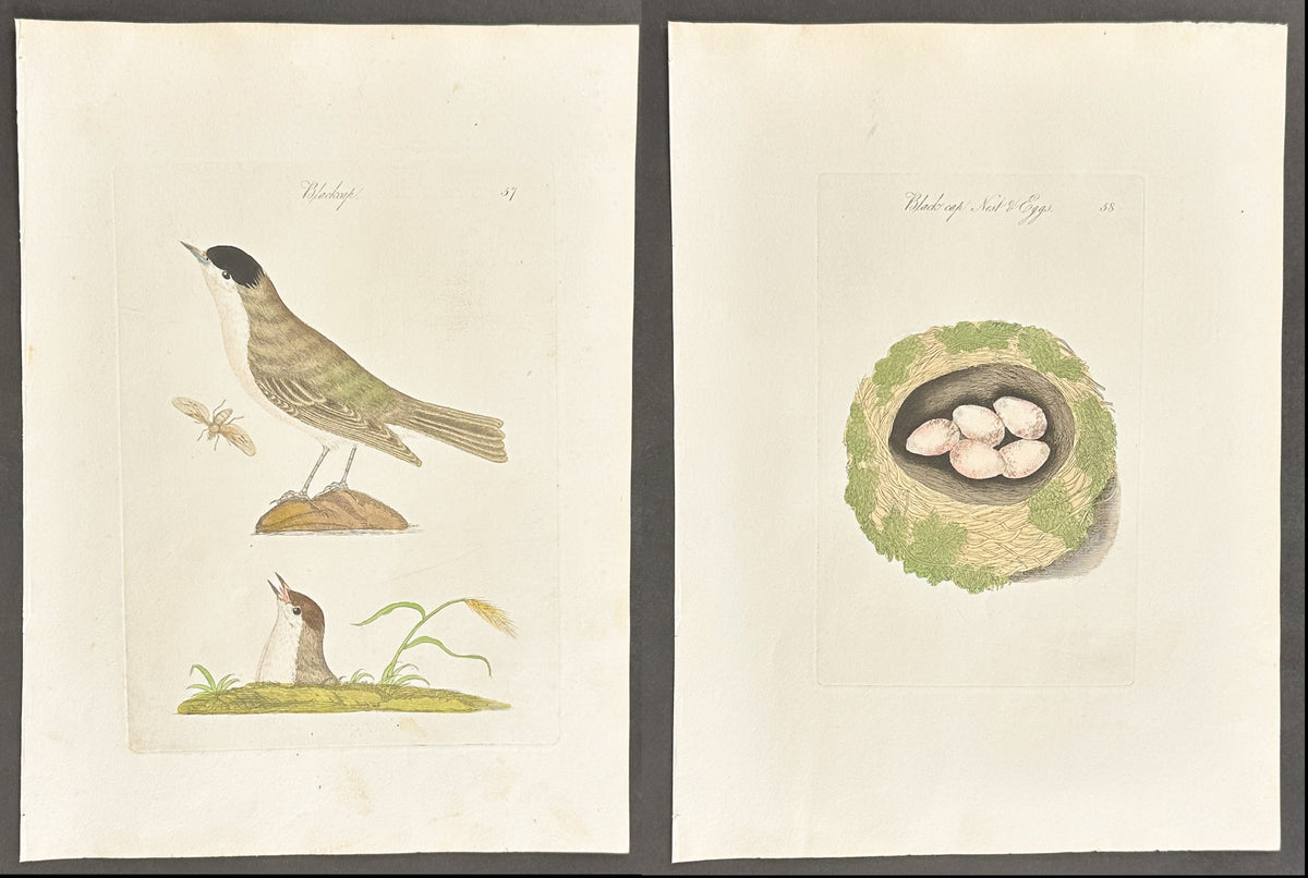 Pair - Blackcap Nest & Eggs