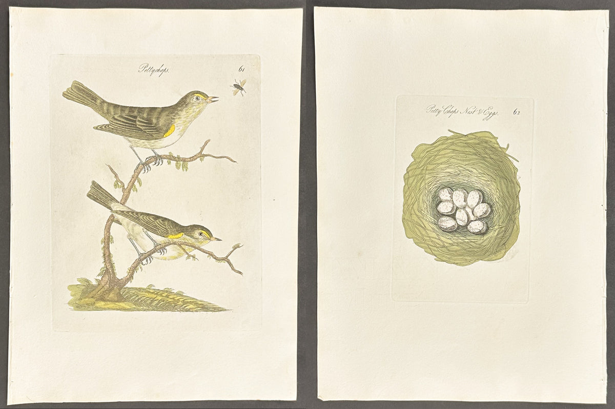 Pair - Petty Chaps Nest & Eggs