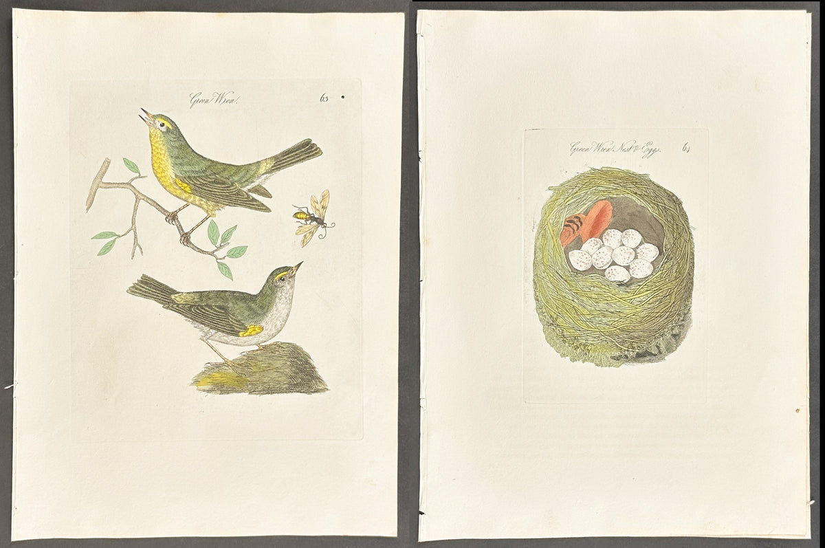 Pair - Green or Yellow Wren Nest & Eggs