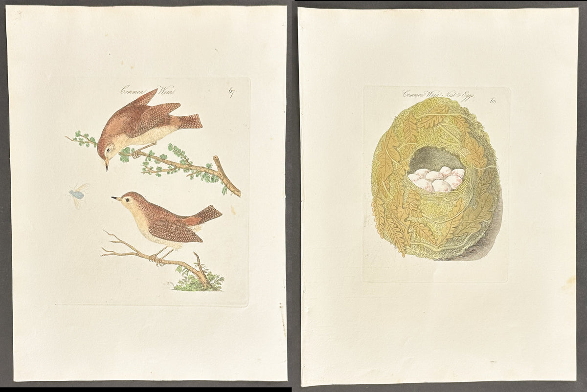 Pair - Common Wren Nest & Eggs