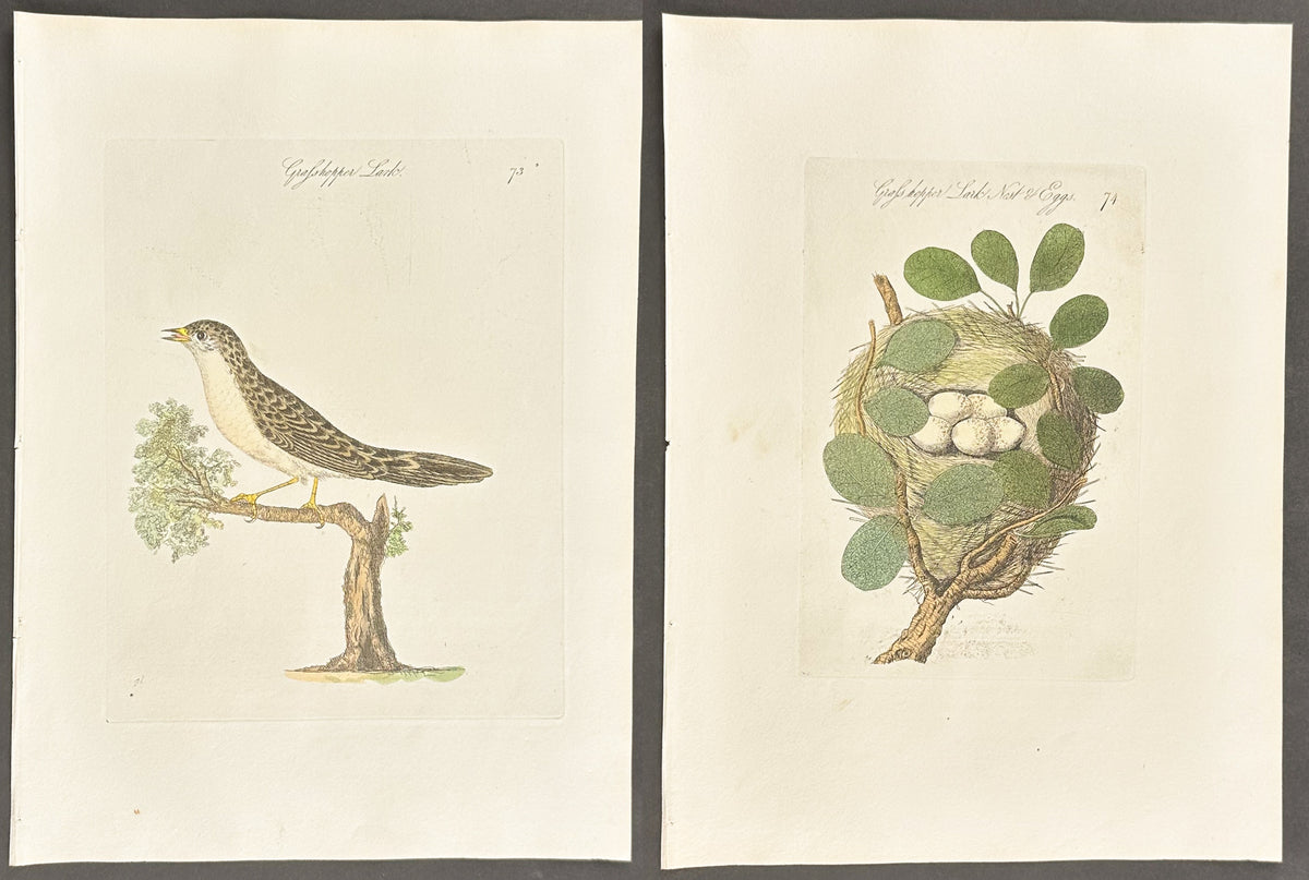 Pair - Grasshopper Lark Nest & Eggs