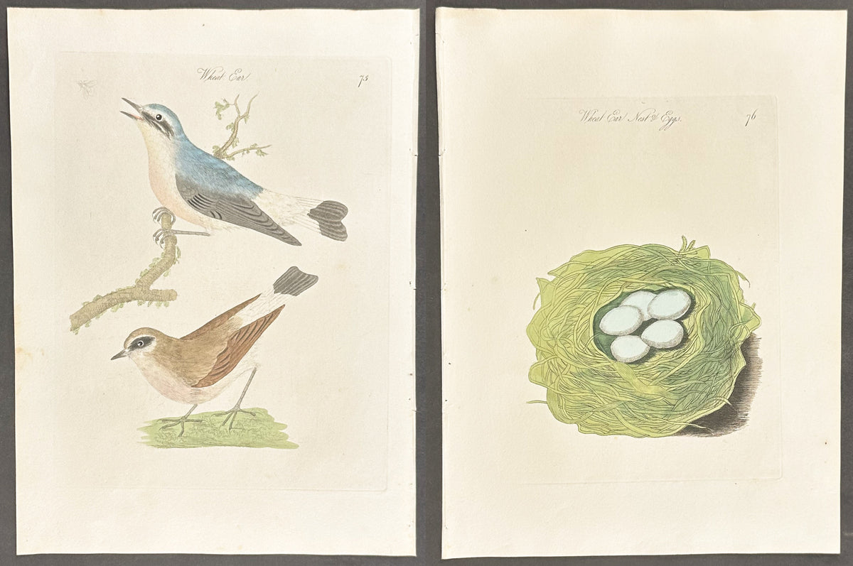 Pair - Wheat Ear Nest & Eggs