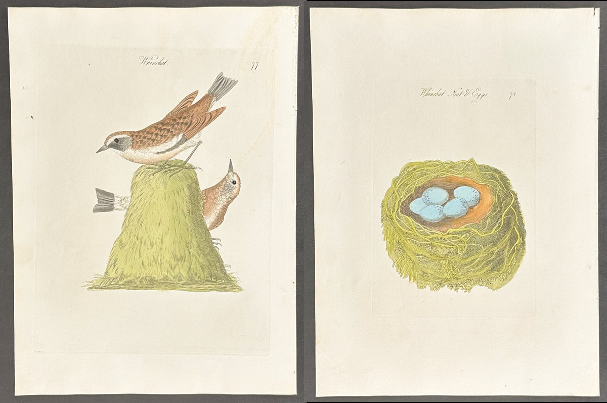 Pair - Whinchat Nest & Eggs