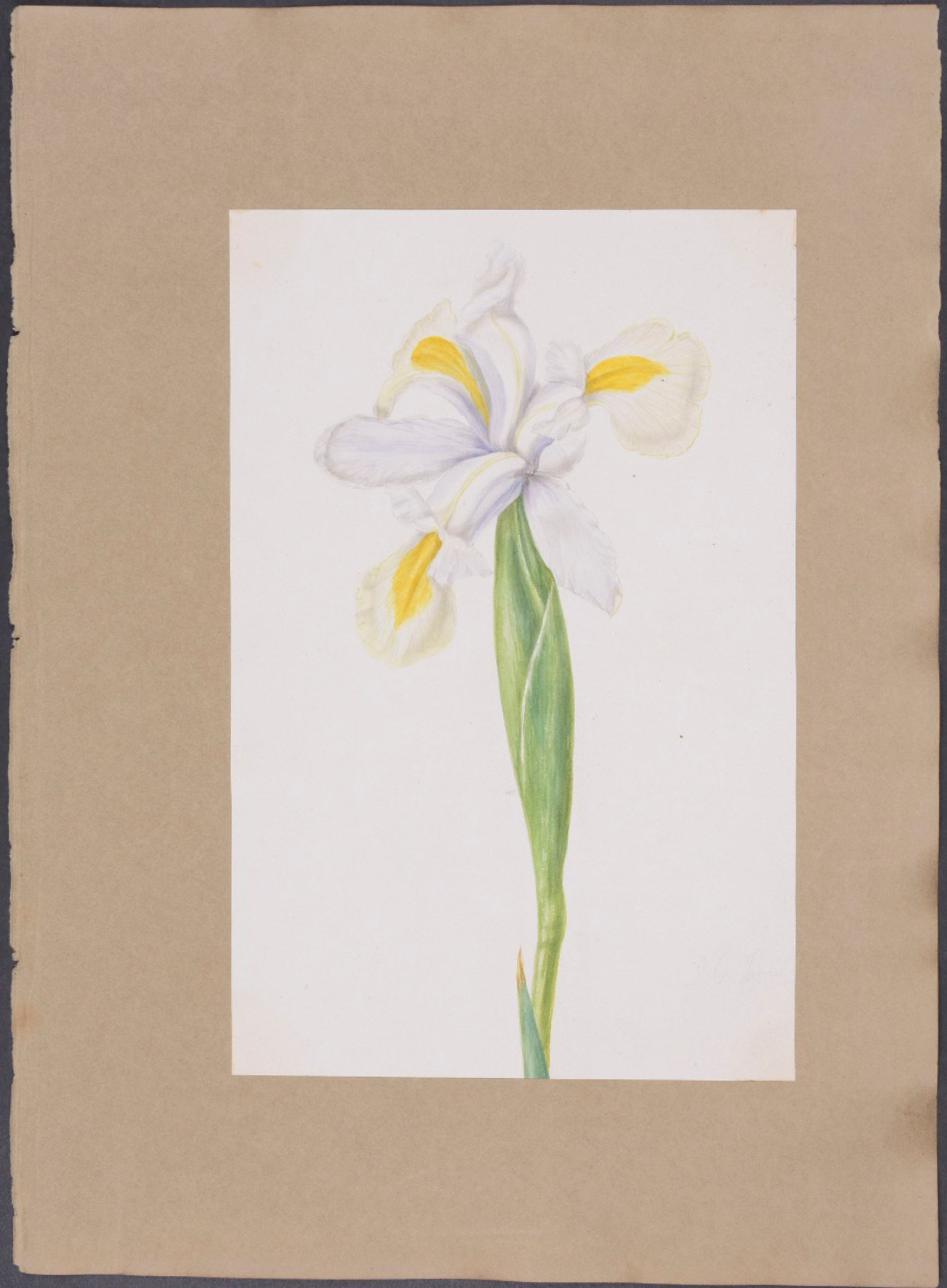 Chilean Bell Flower