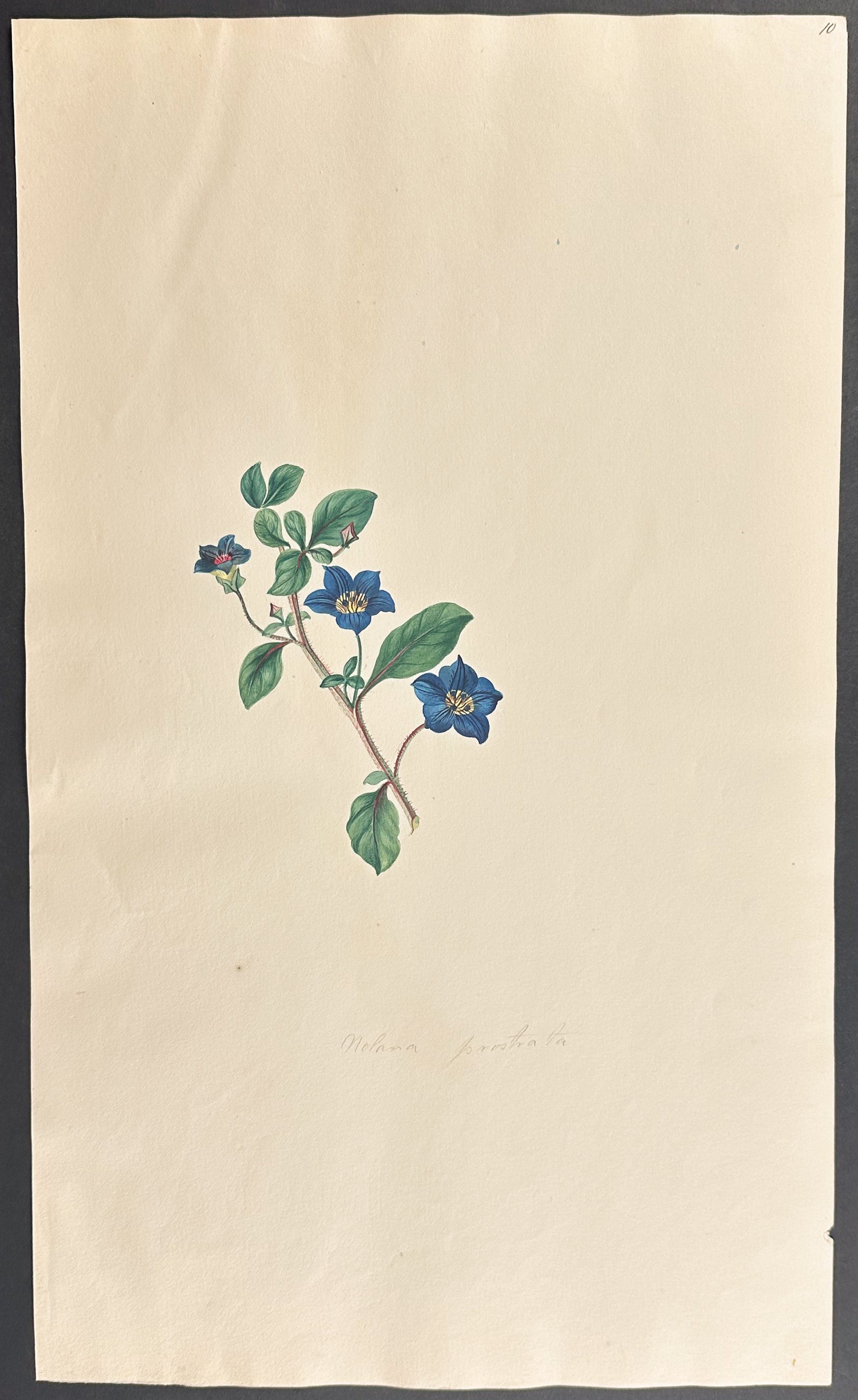 Chilean Bell Flower