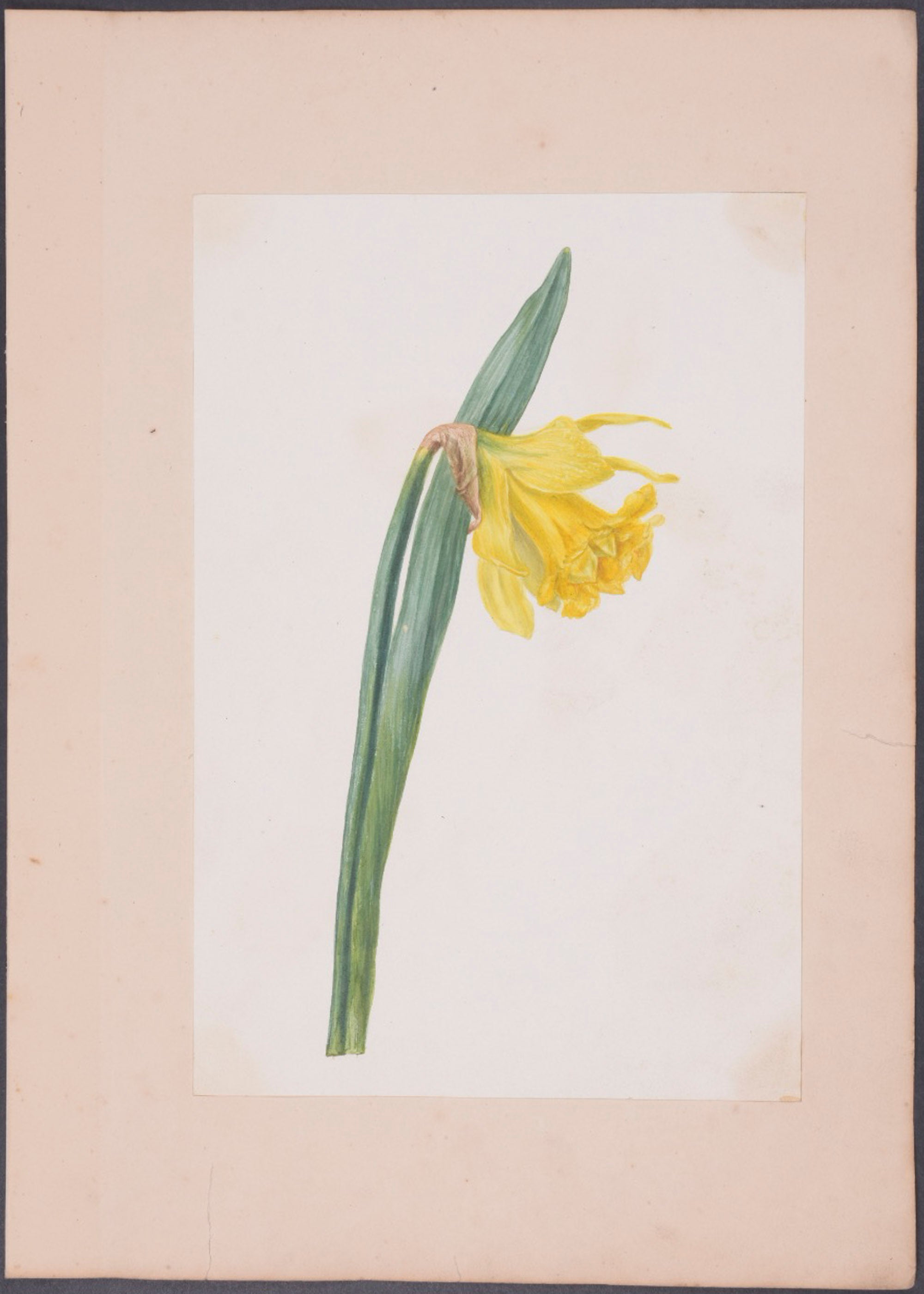 Dogtooth Violet