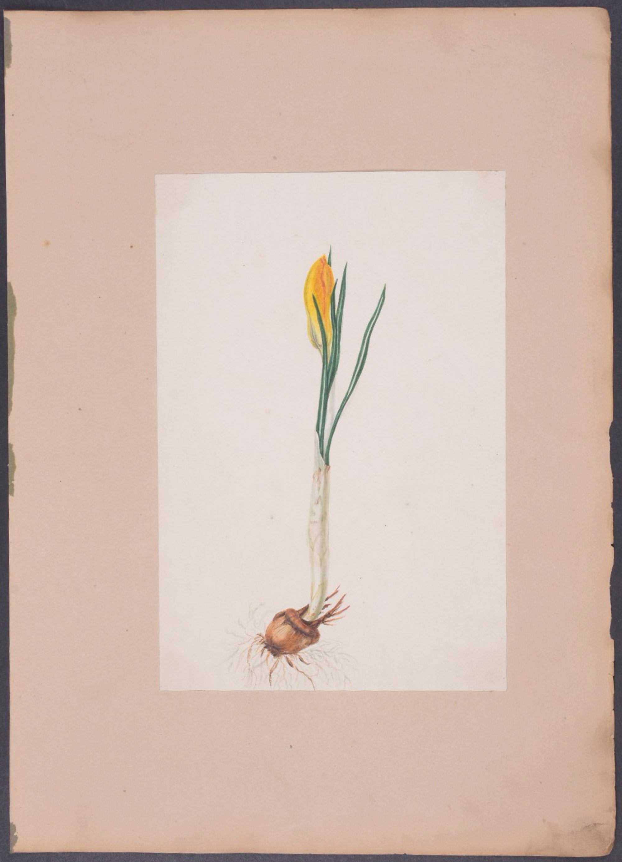 Geranium