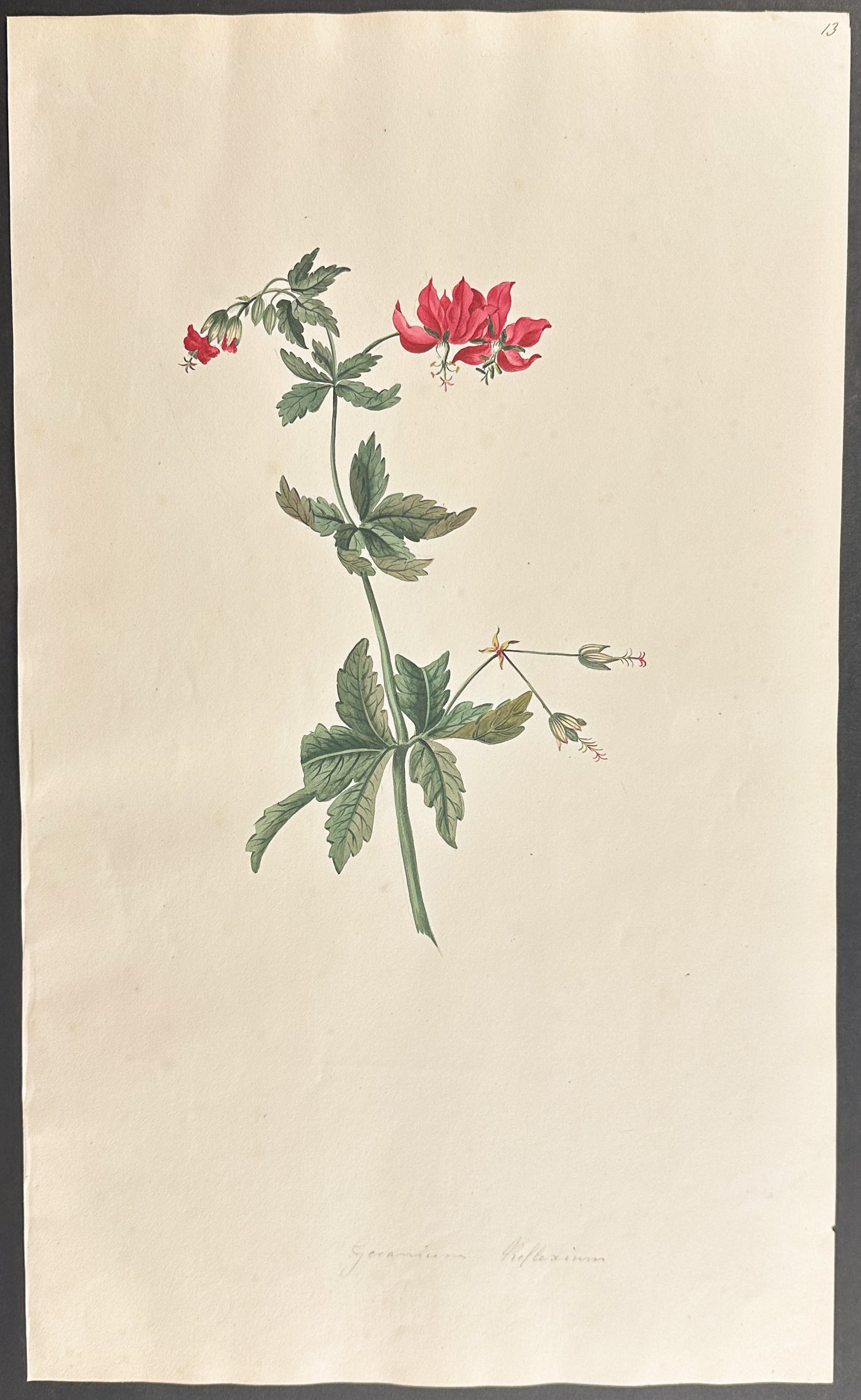 Geranium