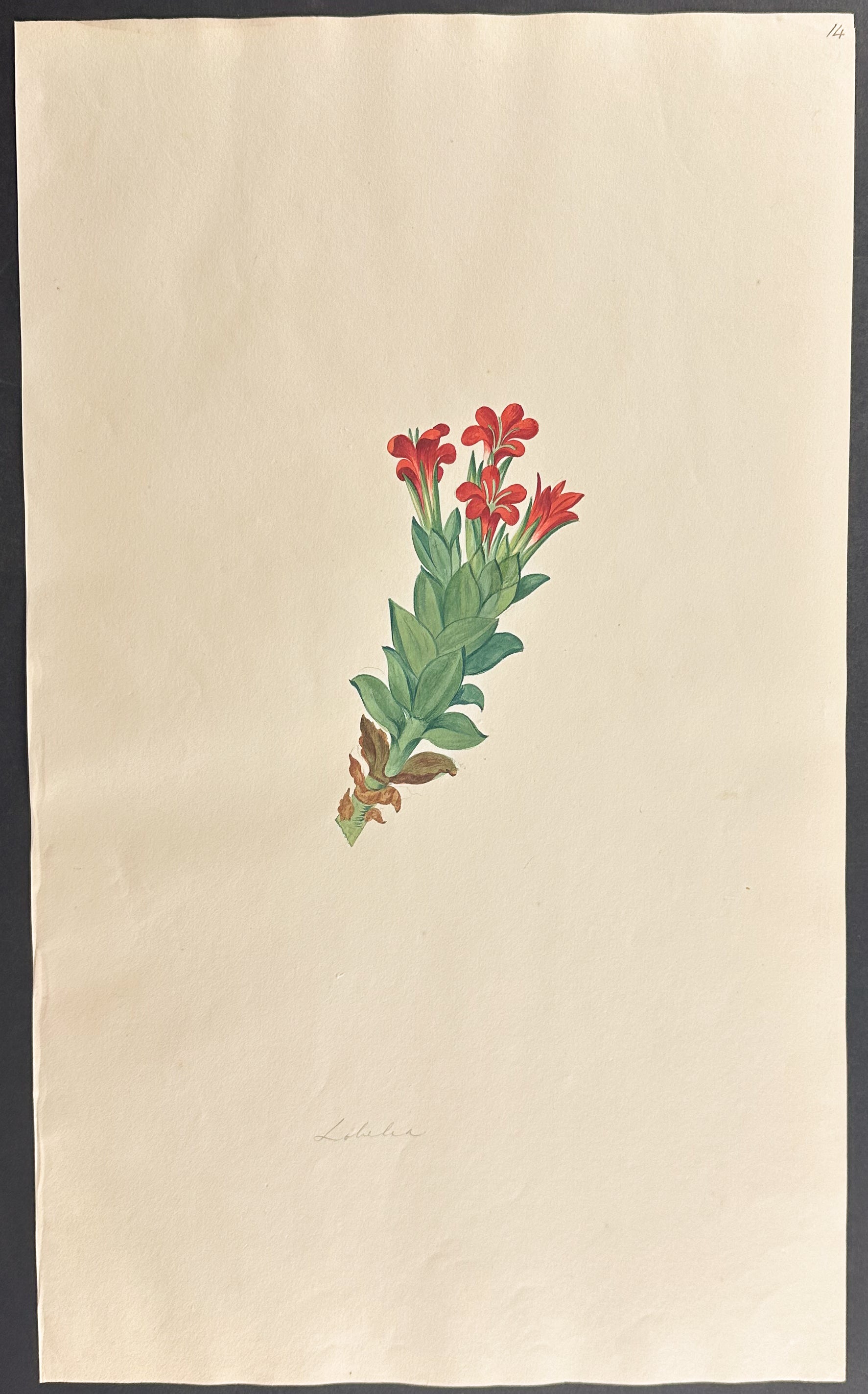Lobelia