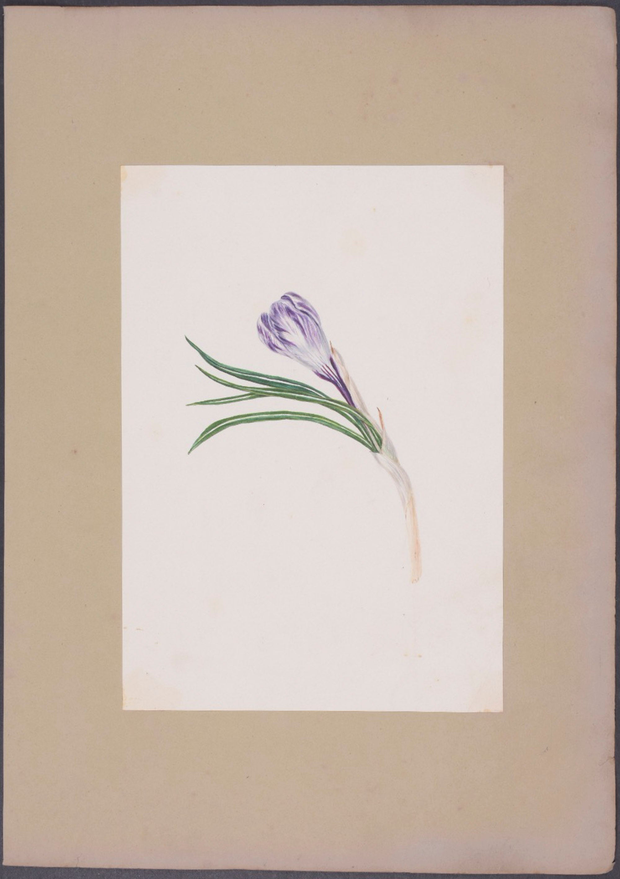 Calla Lily