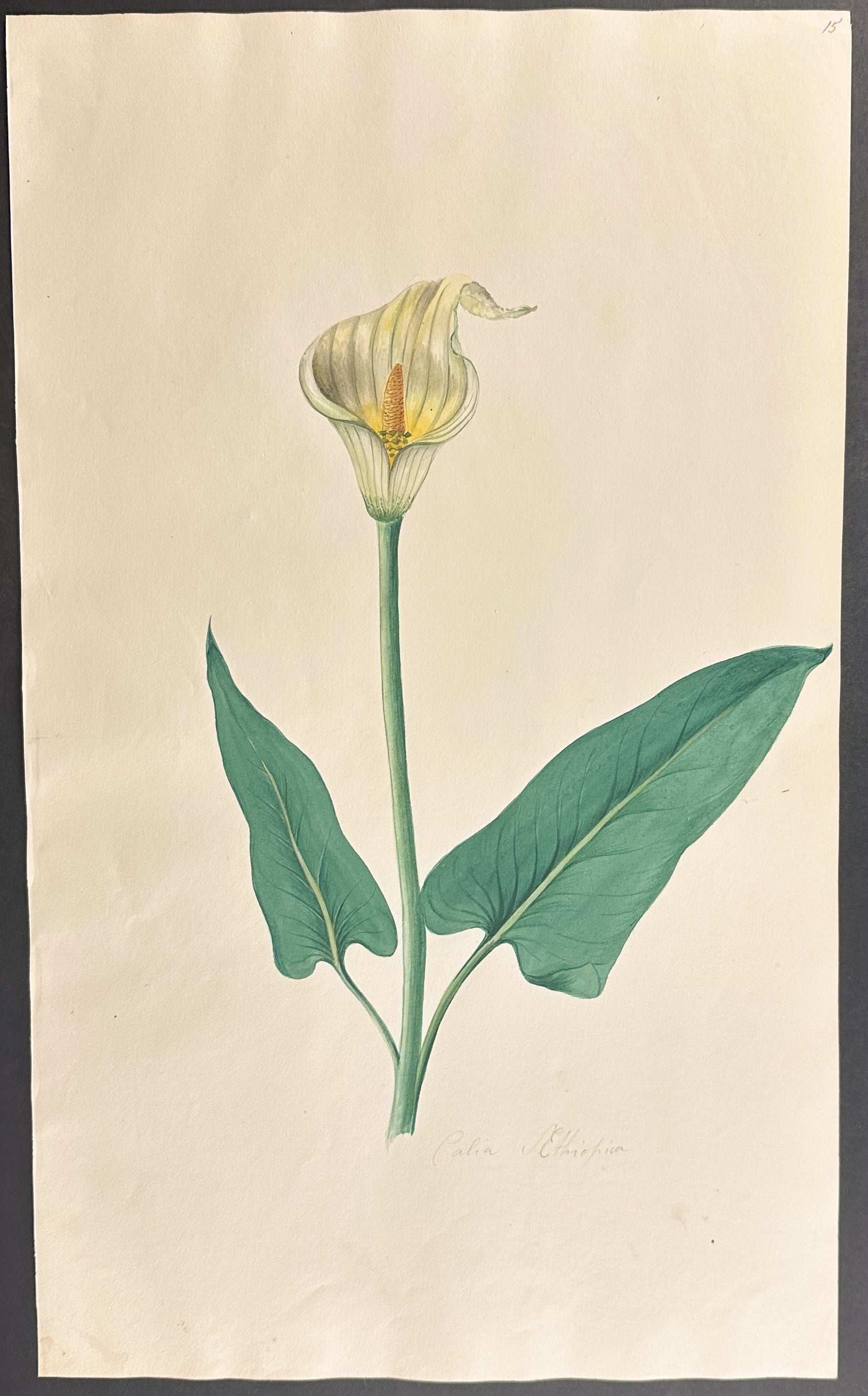 Calla Lily