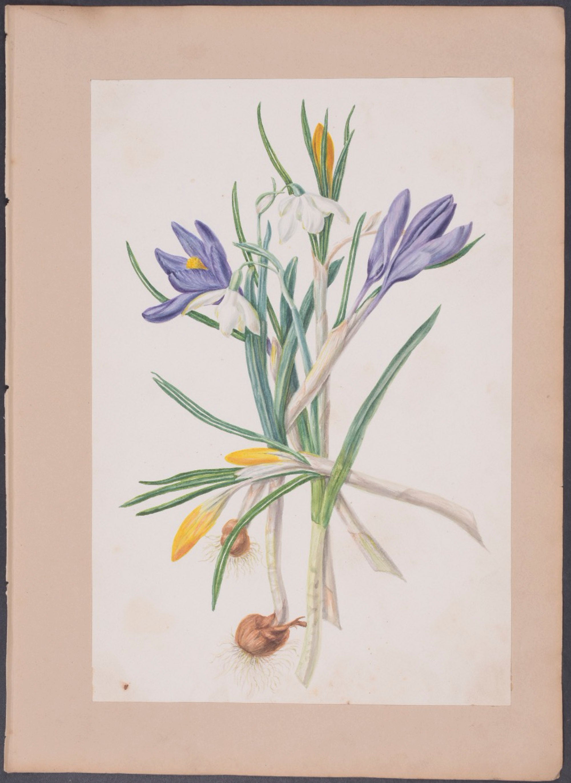 Yellow-wort