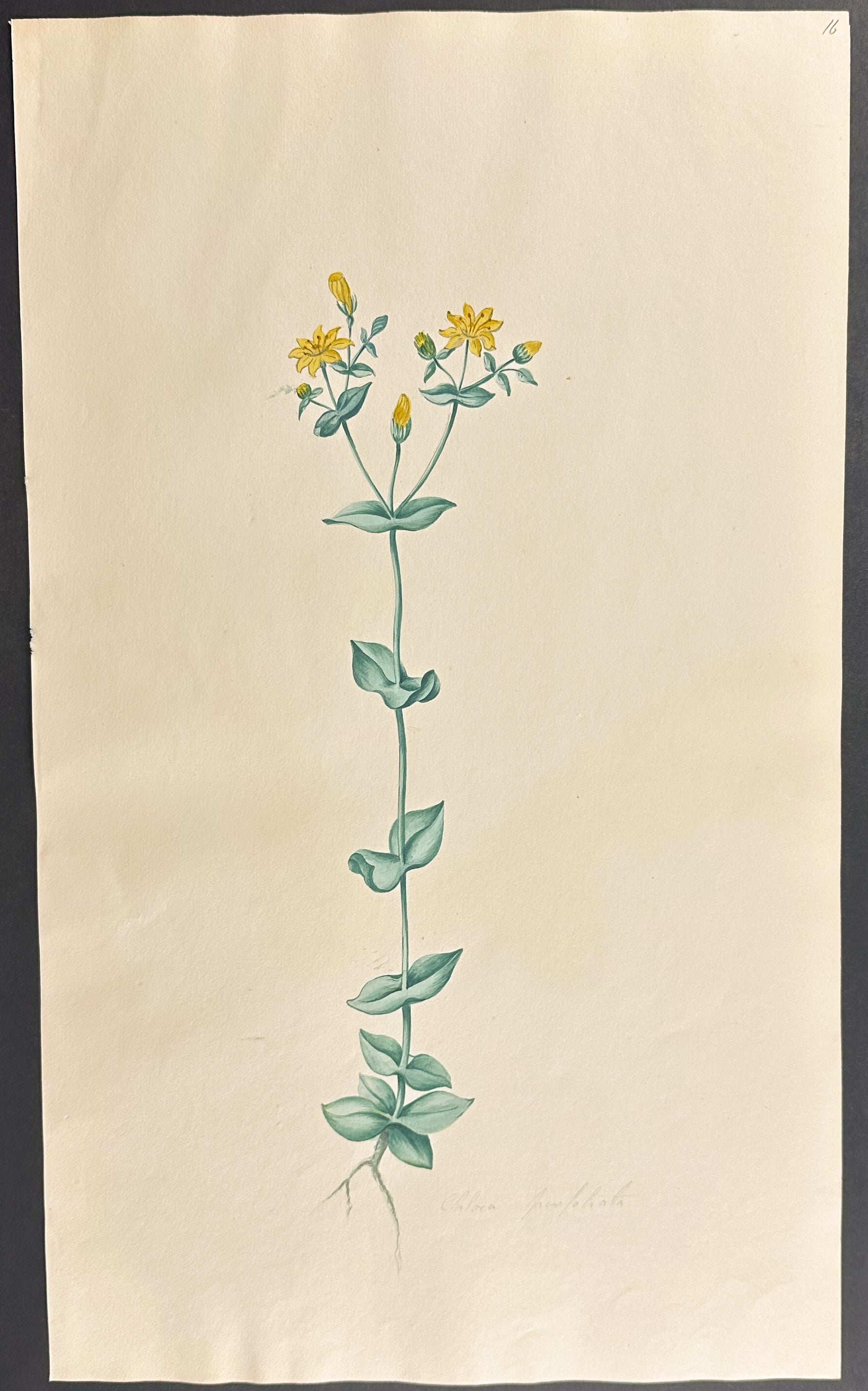 Yellow-wort