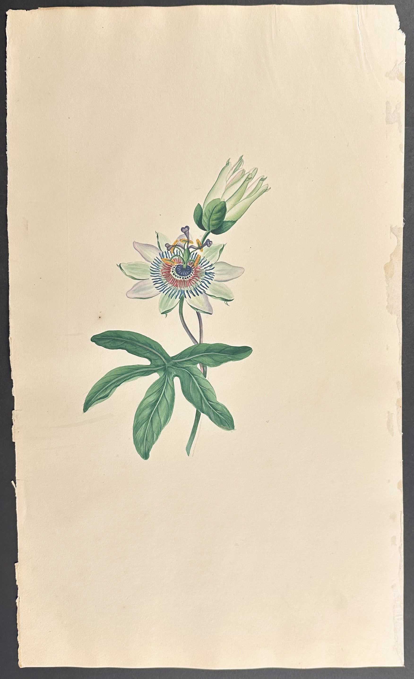 Passion Flower