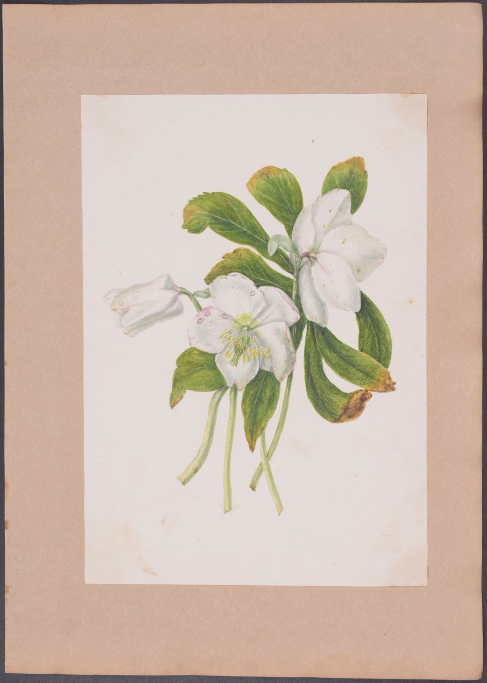 Iris