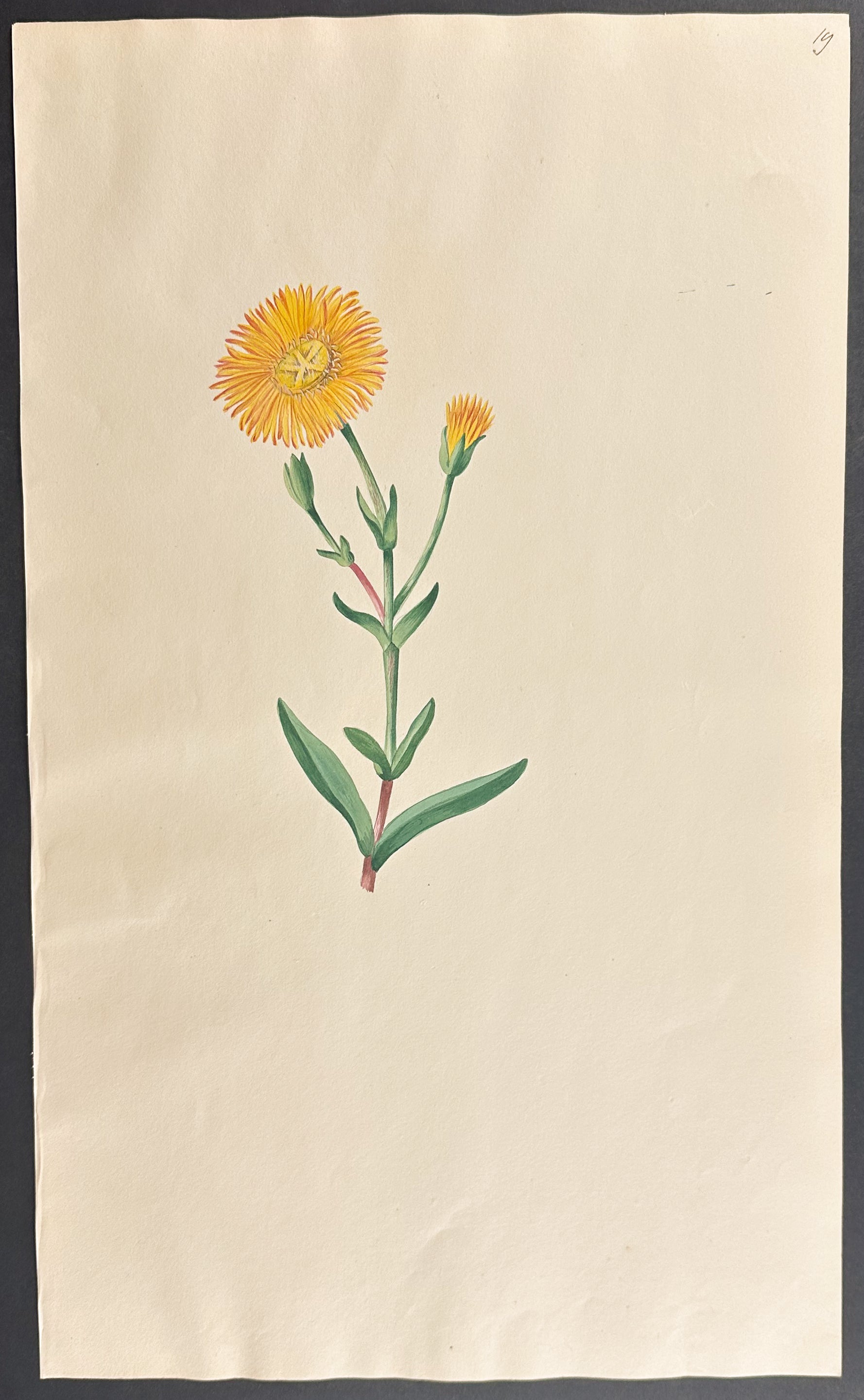 Daisy
