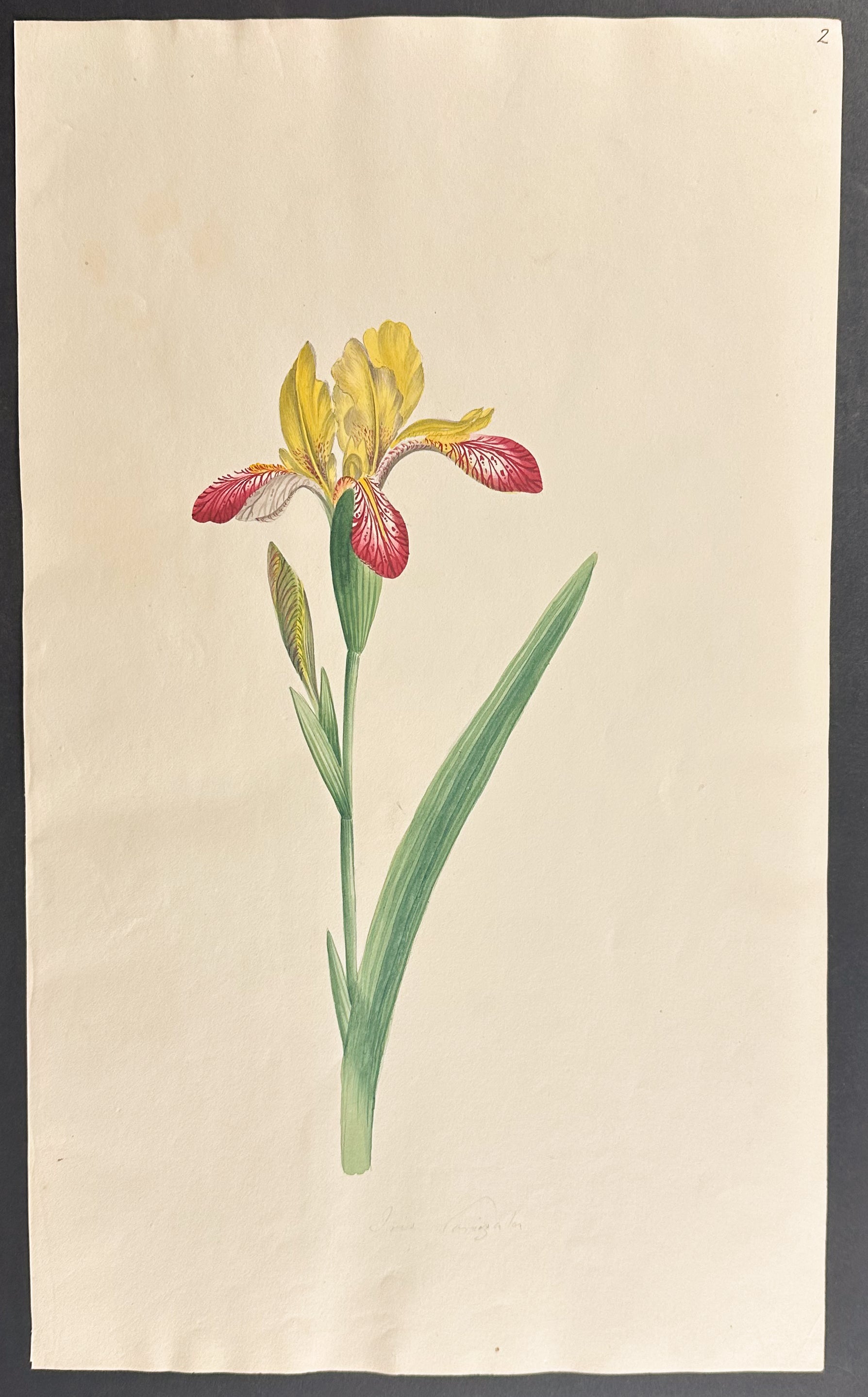 Iris