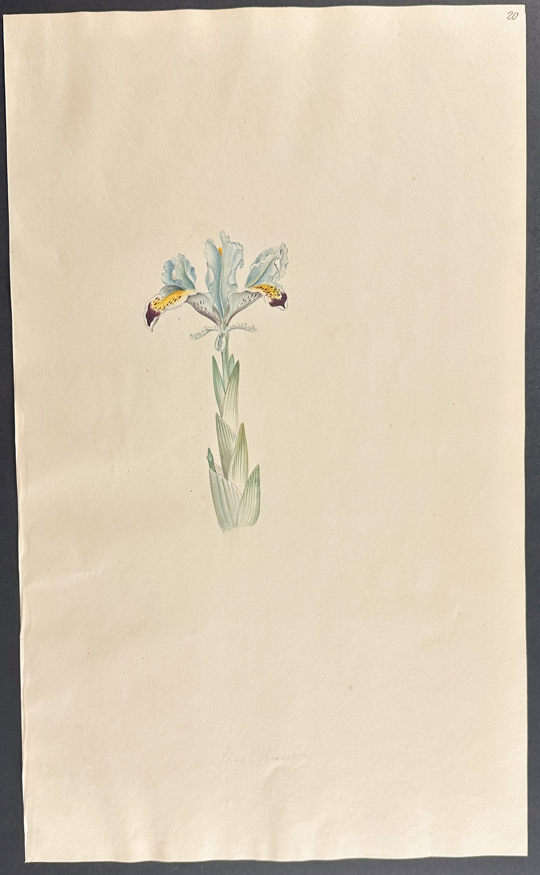 Iris