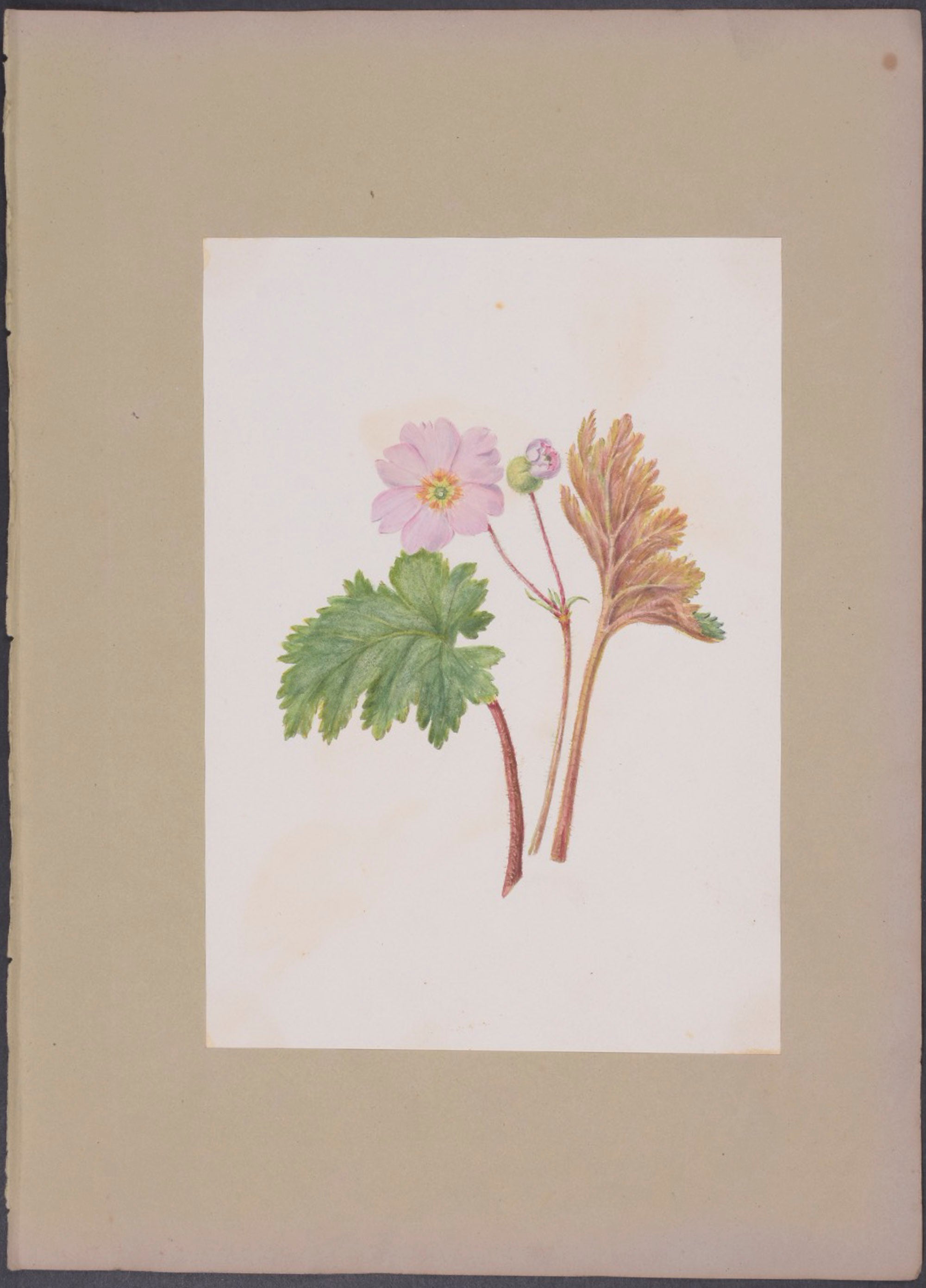 Geranium
