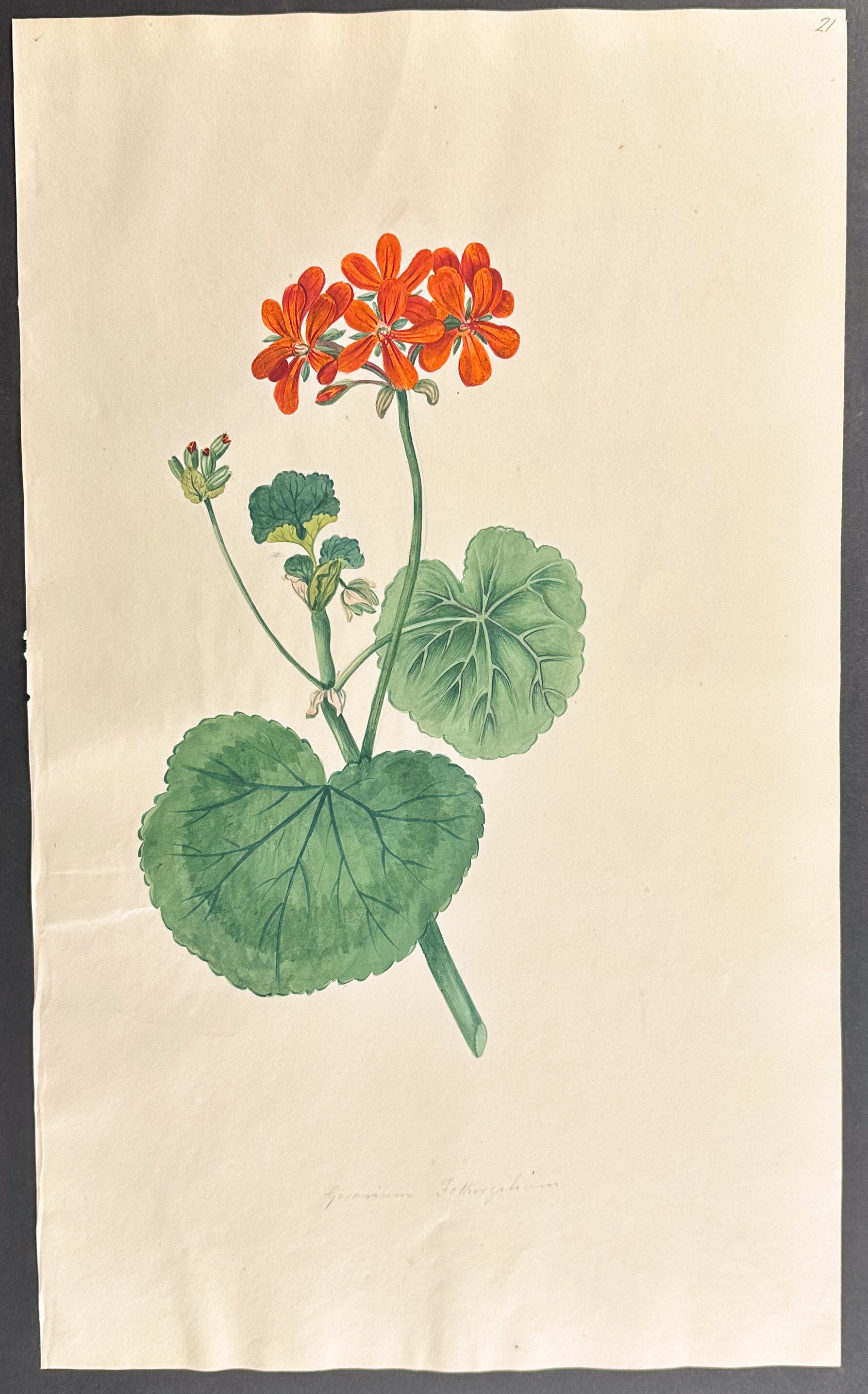 Geranium