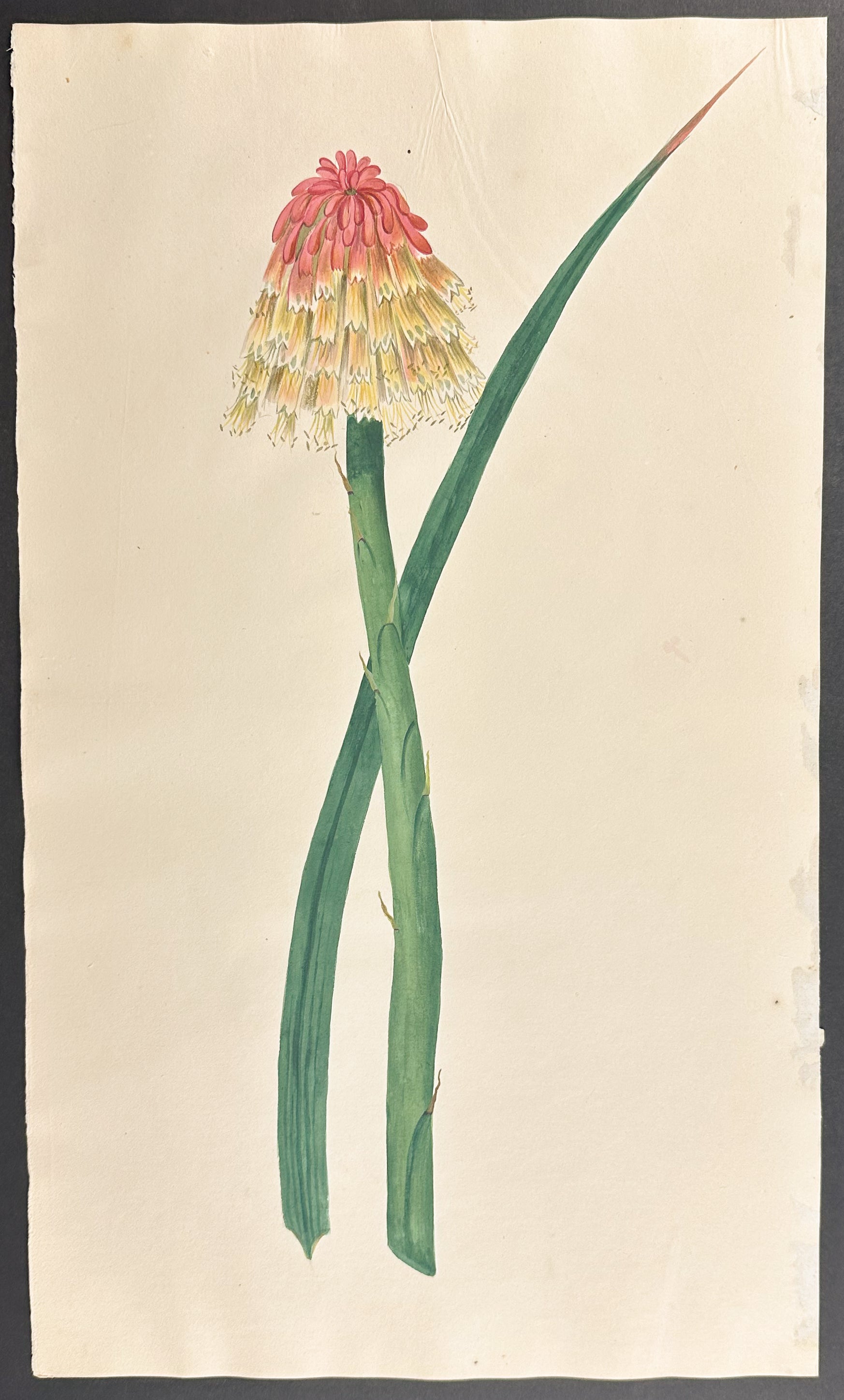 Torch Lily, Poker Plant, or Flame Flower