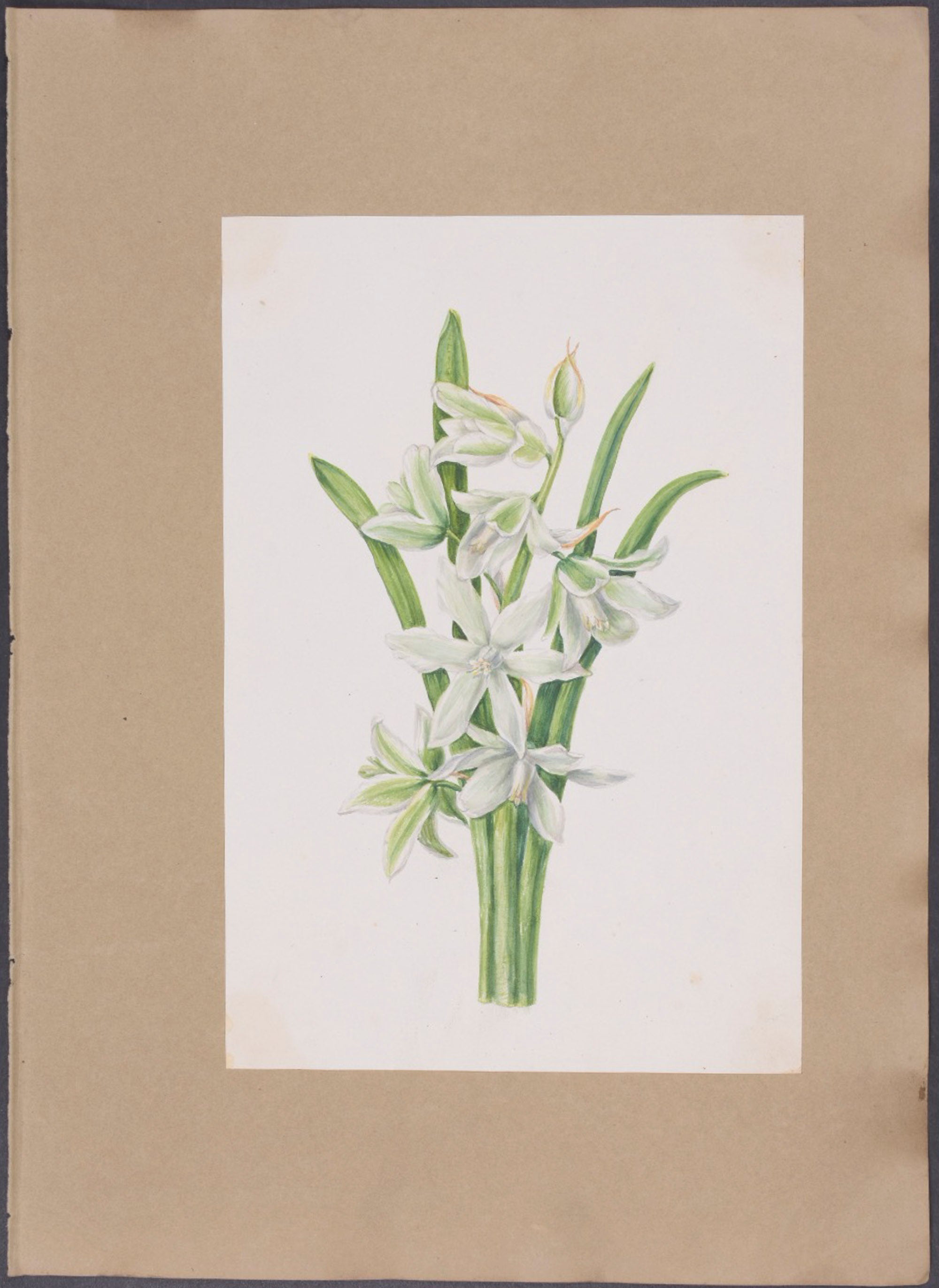 Monsonia speciosa