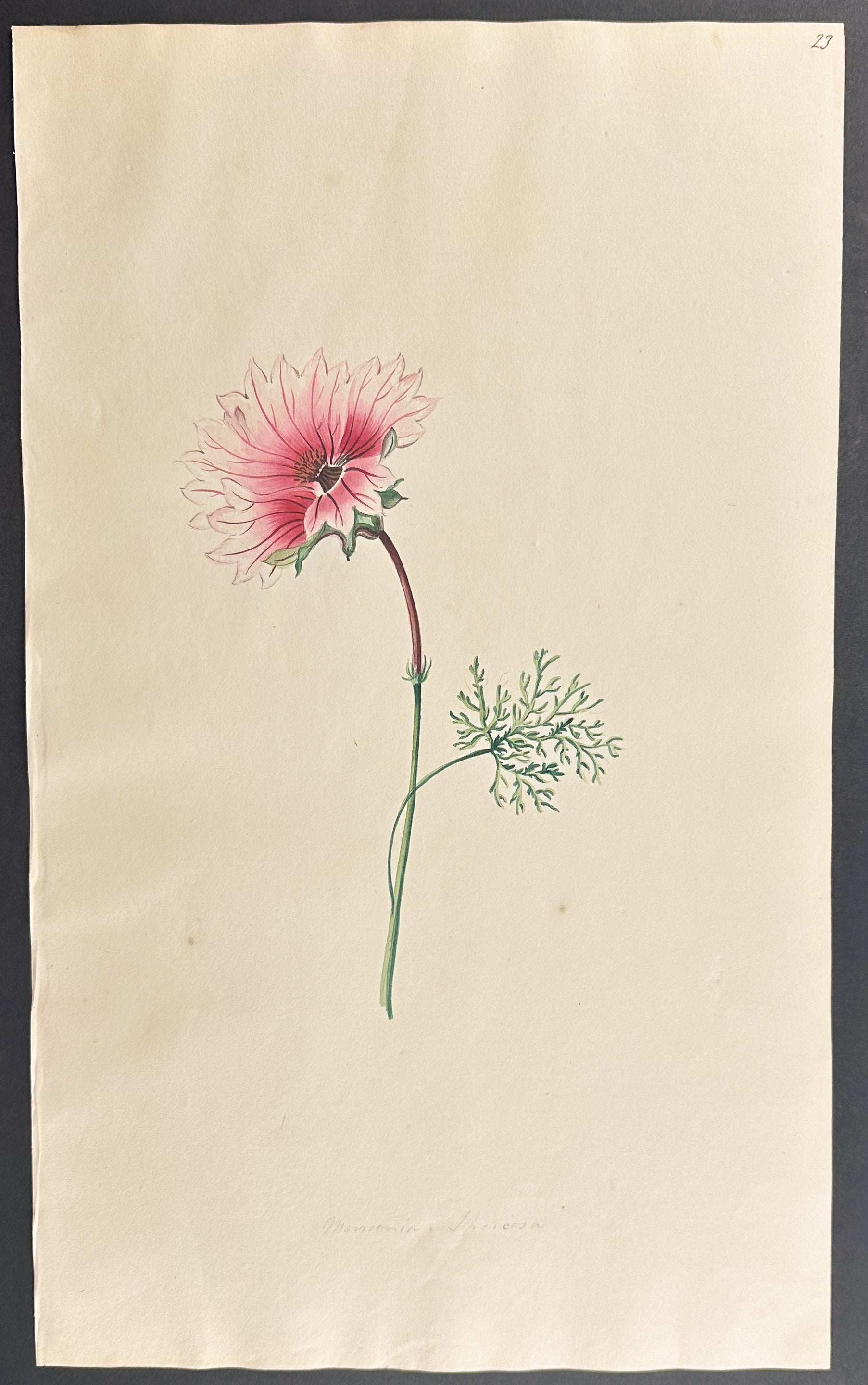 Monsonia speciosa
