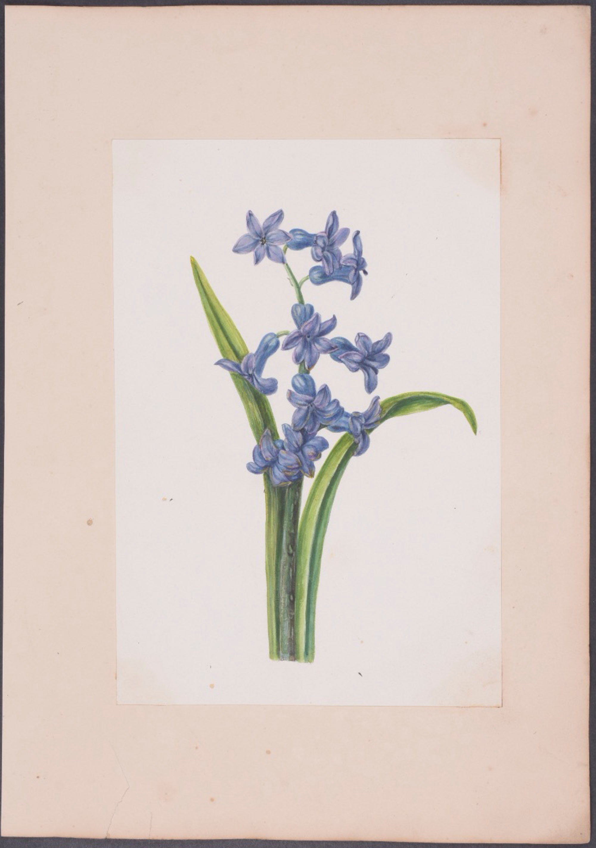 Orchid