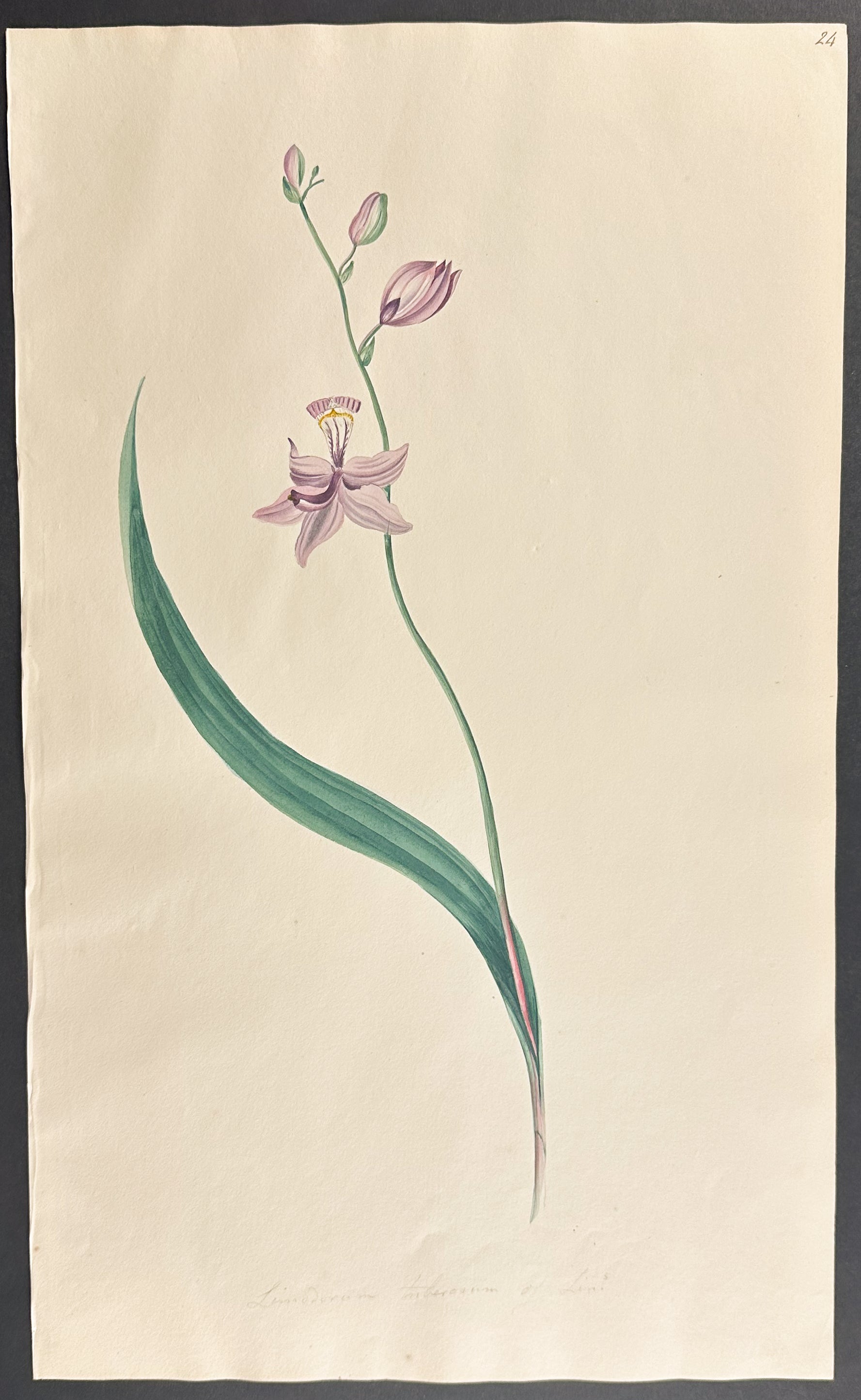 Orchid