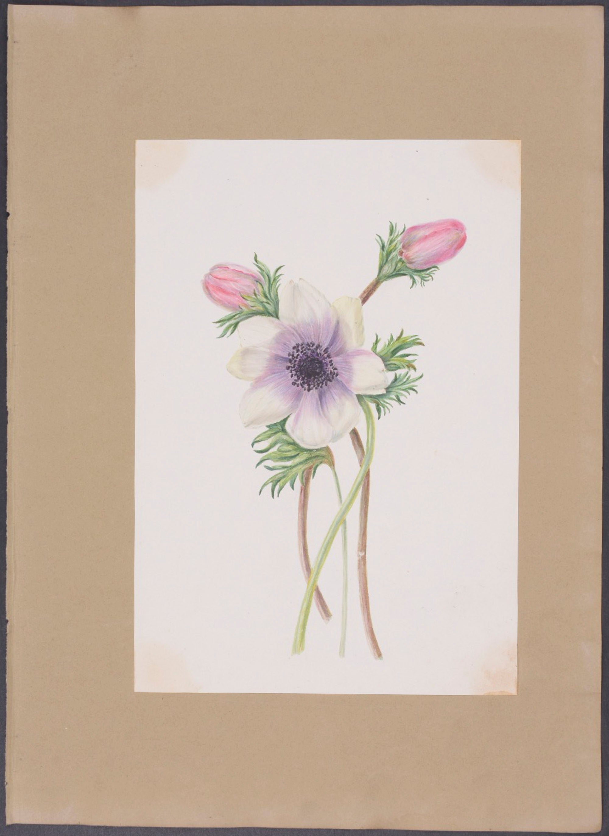 Cyclamen